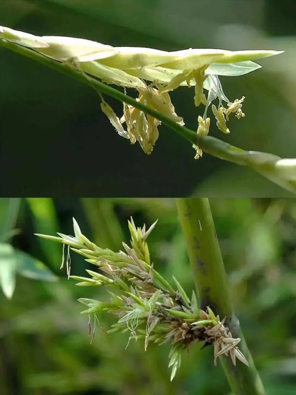 竹子不是树,而是草,因为它的主干是空心的而且没有年轮不具备树的基本