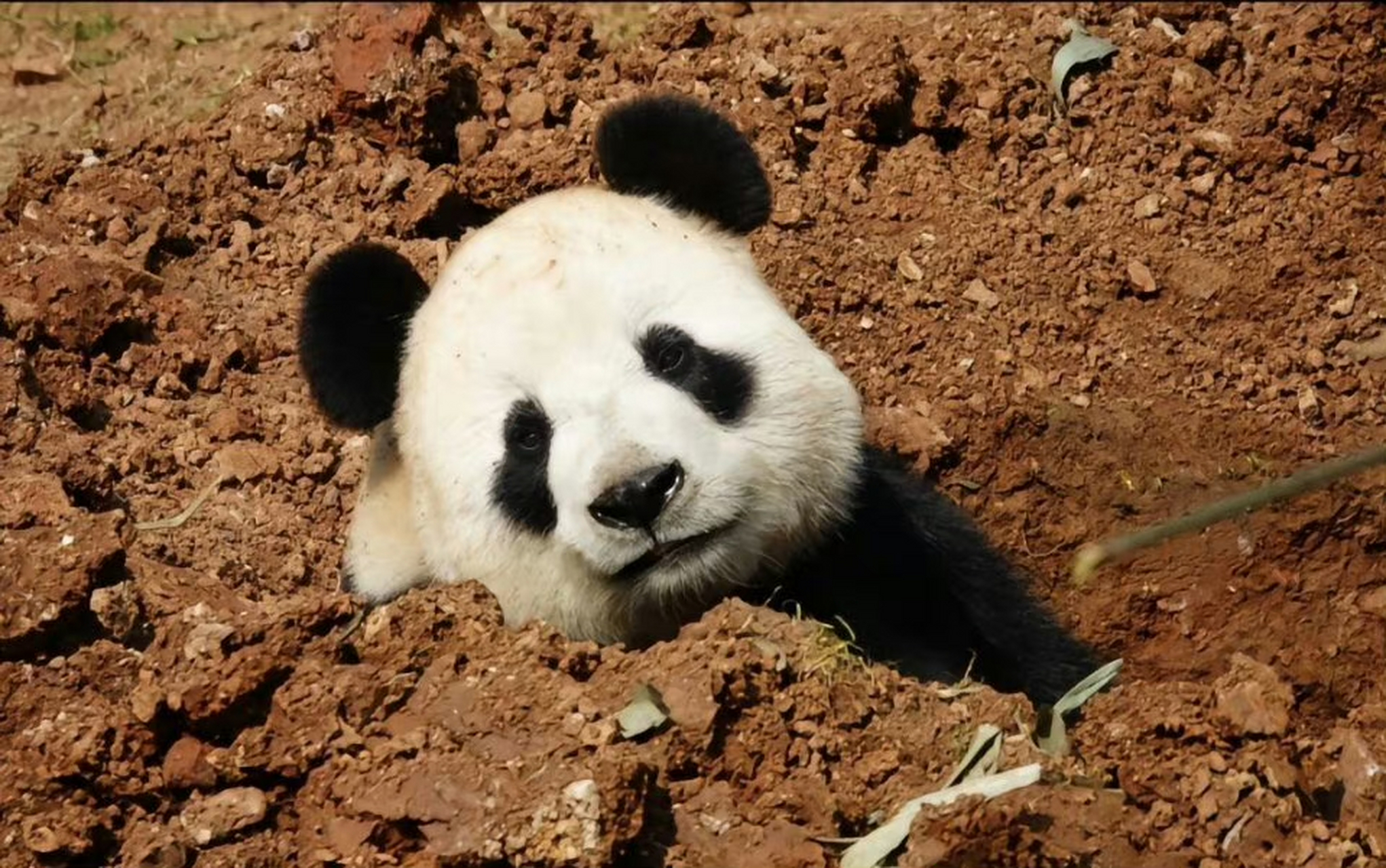 笑得好开心呀,是一只开心的大美熊94 近日,辽宁大连,大熊猫飞云户外