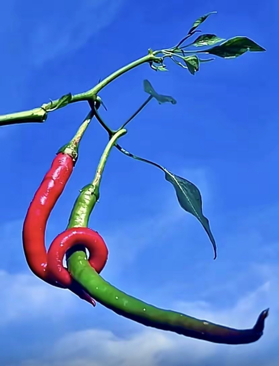 菜园子里面菜叶飘,红辣椒搂着青辣椒