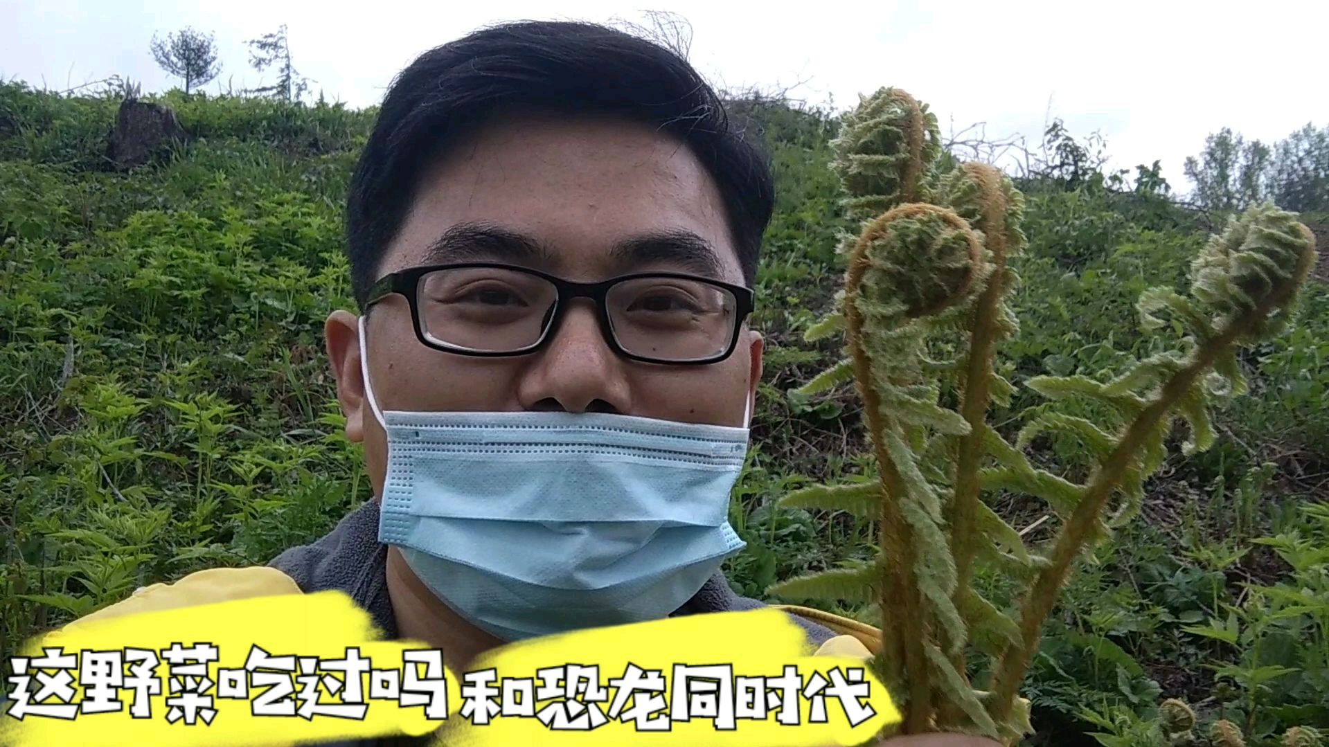 长白山里的这种山野菜,您见过吗?吃过吗?听说和恐龙一个时代!