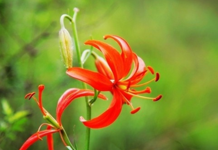 吕梁市的市花是什么花