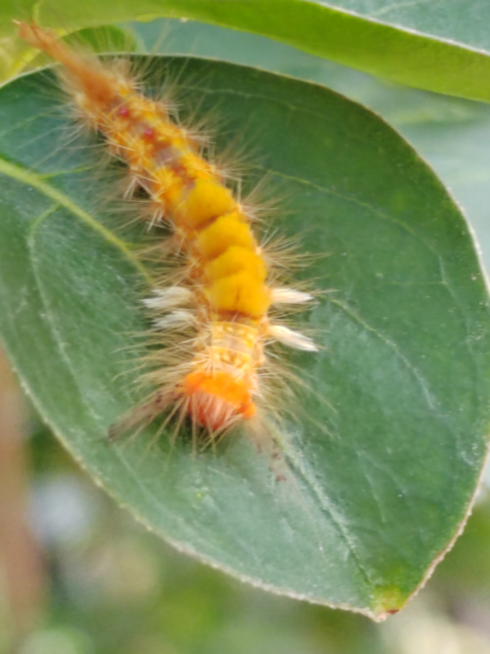 一条金黄色的小毛毛虫 去公园的路上,偶遇一条金黄色的小毛毛虫,它正