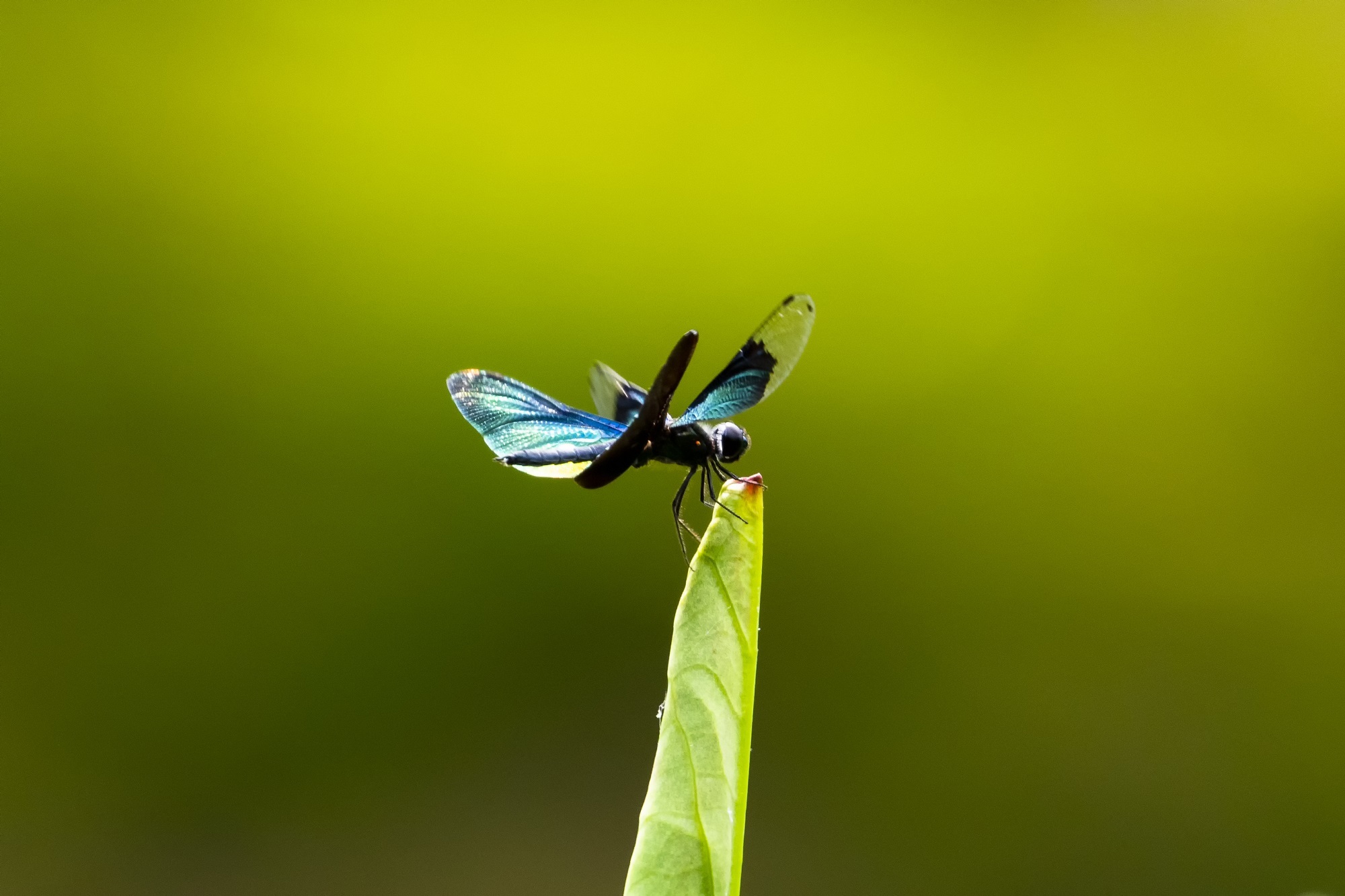 夏天雨后的荷花,楚楚动人