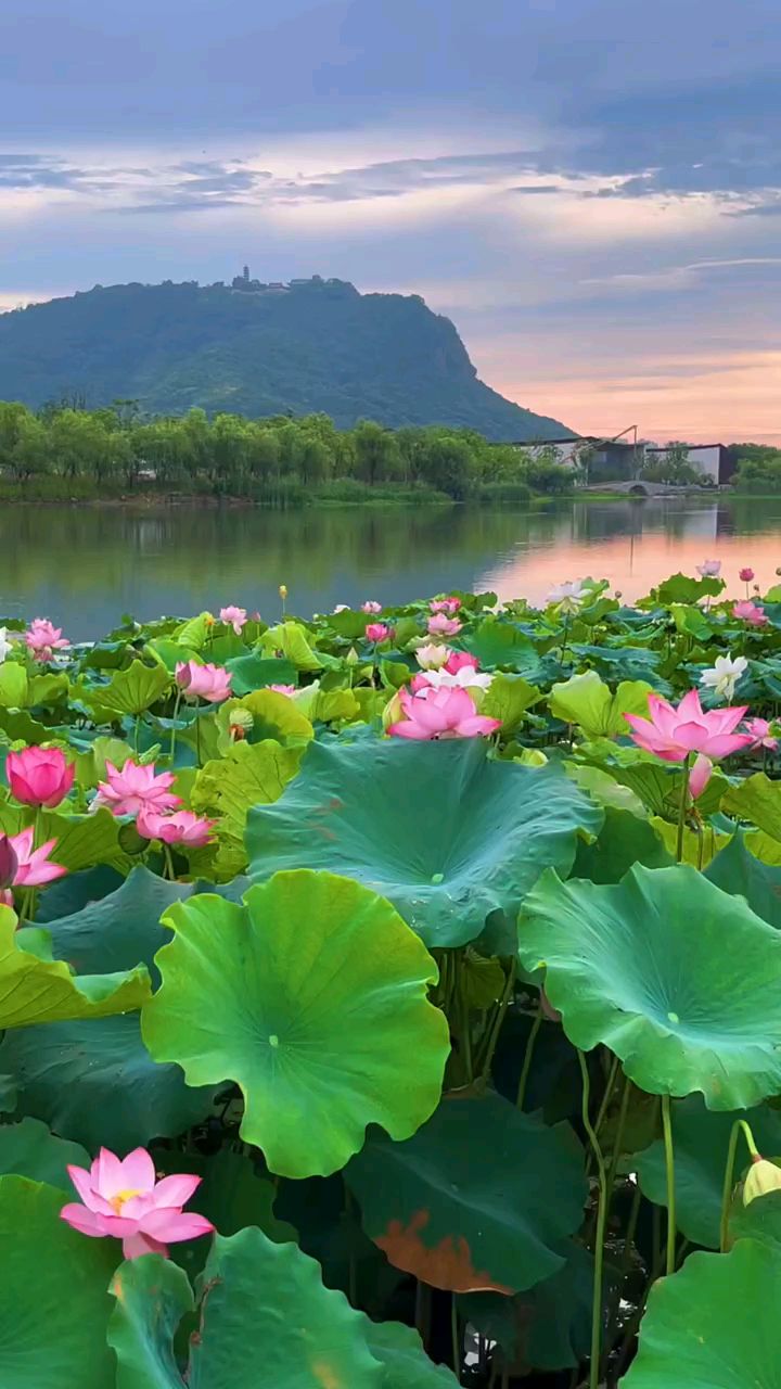 西湖风景名胜区美景荷花盛开美景