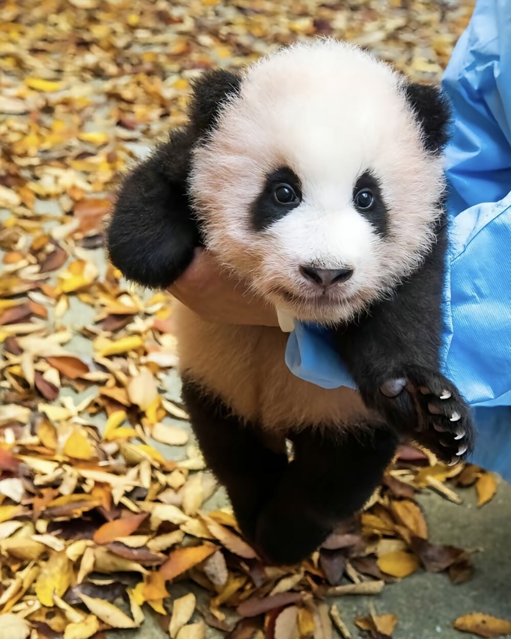 动物# #大熊猫# #大熊猫福宝