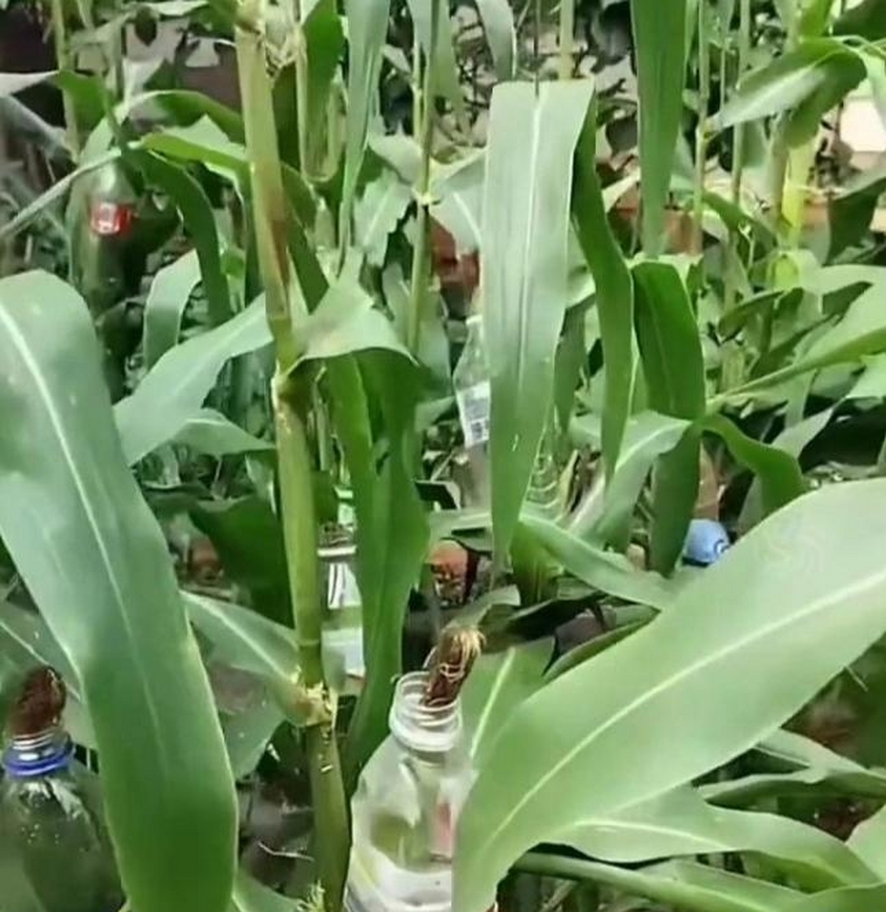 玉米套上矿泉水瓶,为了防鸟防鼠也太拼