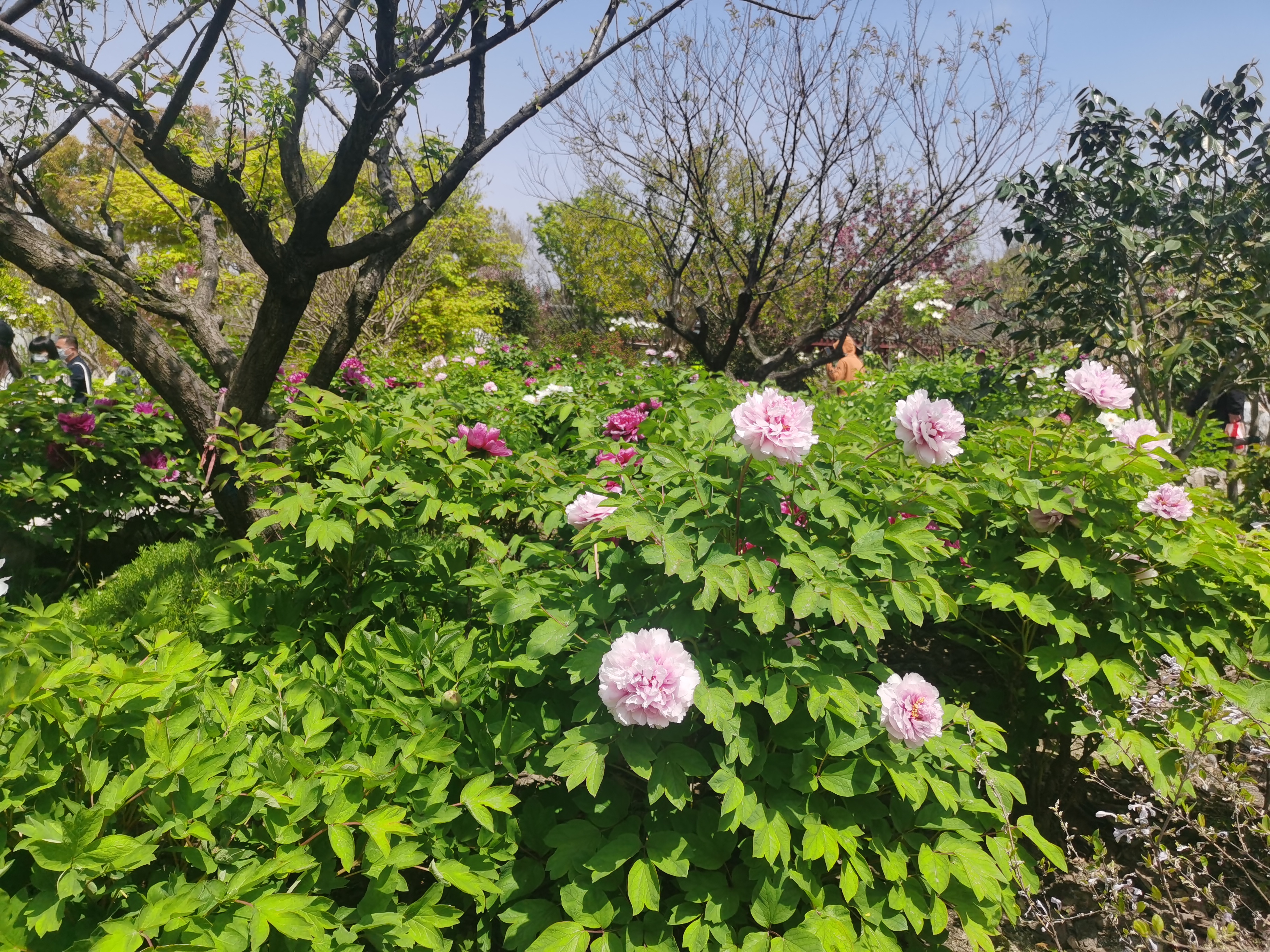 嘉兴南湖勺园牡丹正盛开