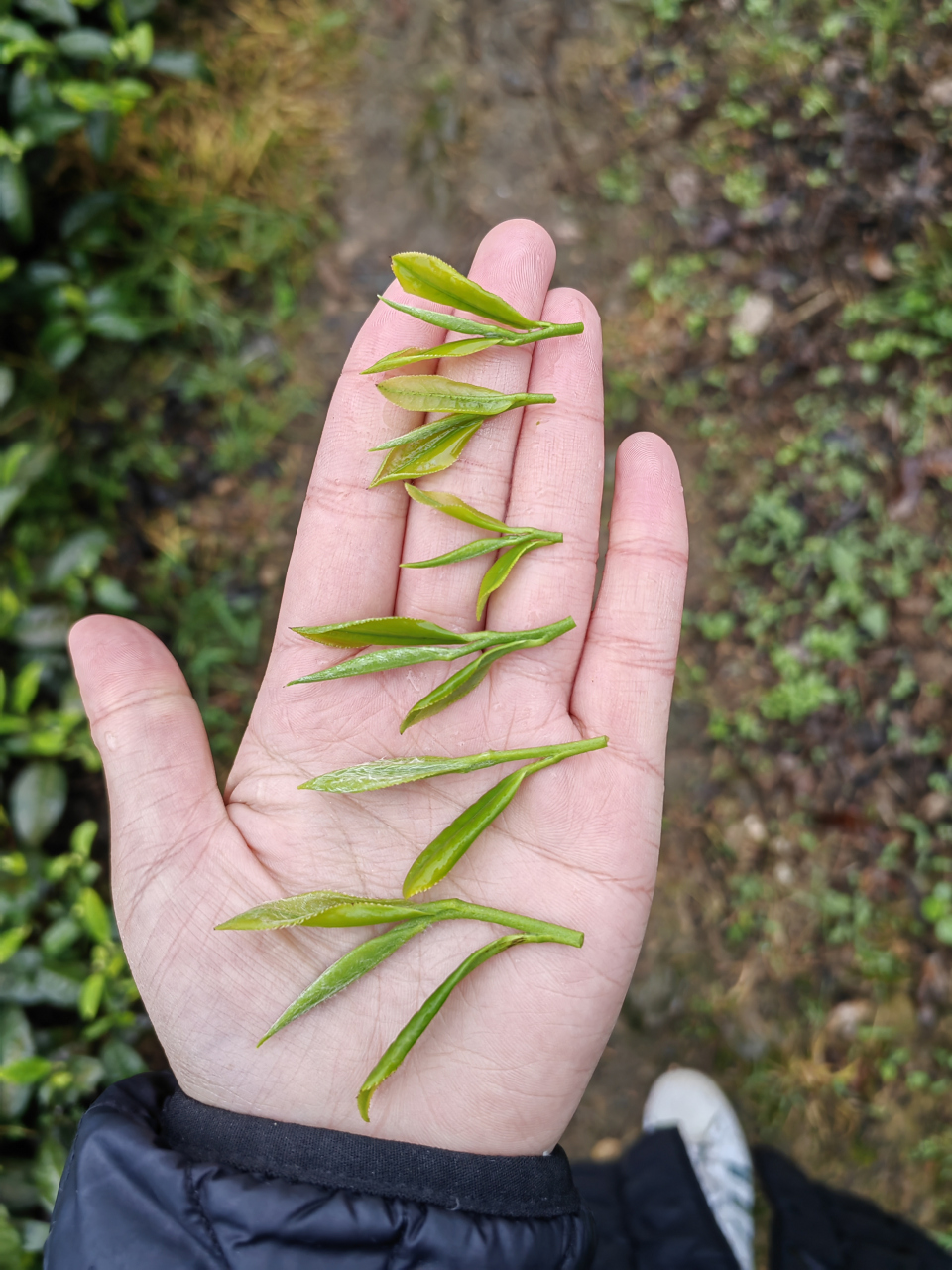 恩施芭蕉神石图片