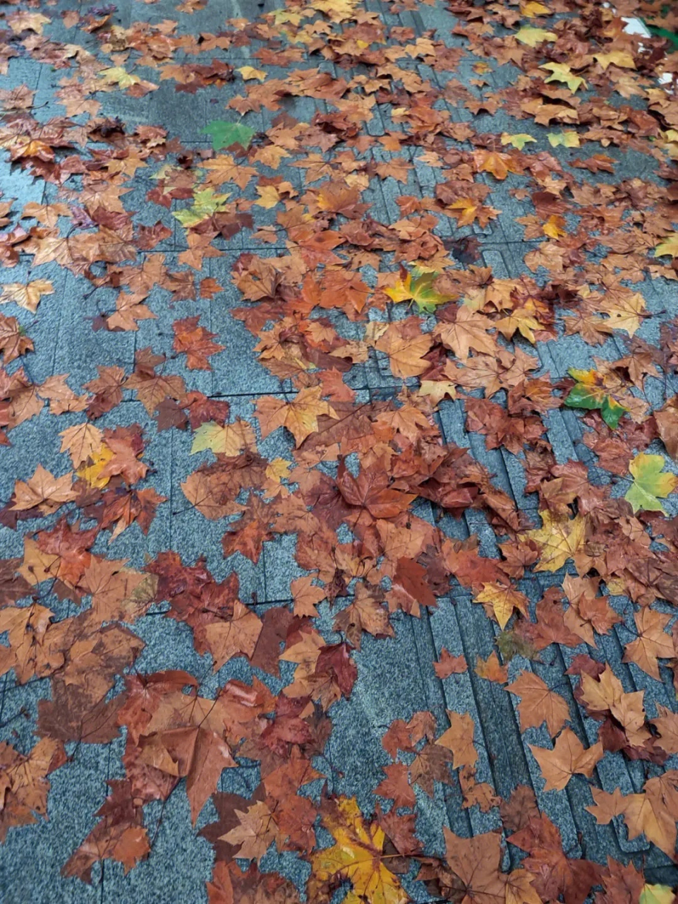 大风小雨,梧桐树叶94乱飞 好吧,文采有限.#我要上热门