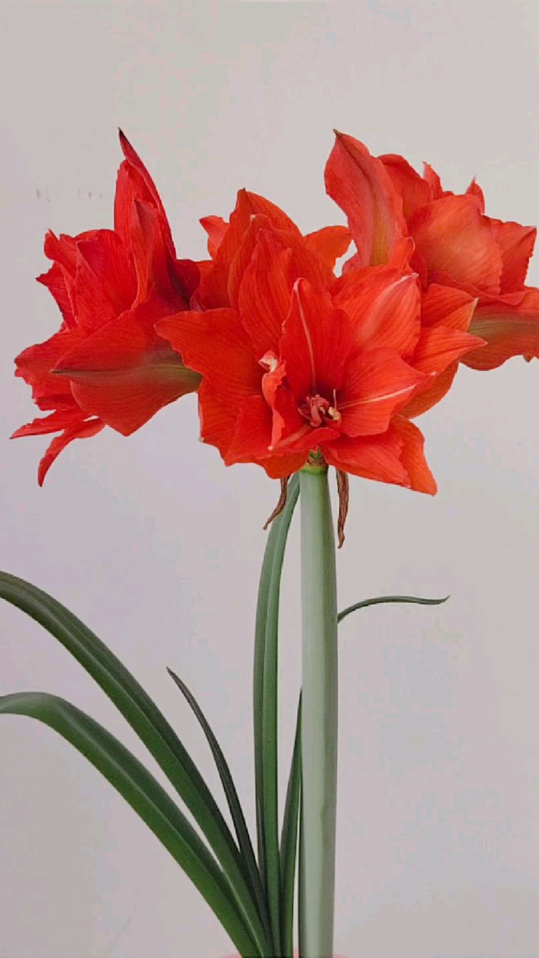 赛利卡,也叫丁克,一款橙色或橙红色的重瓣朱顶红品种,一剑4-5朵花