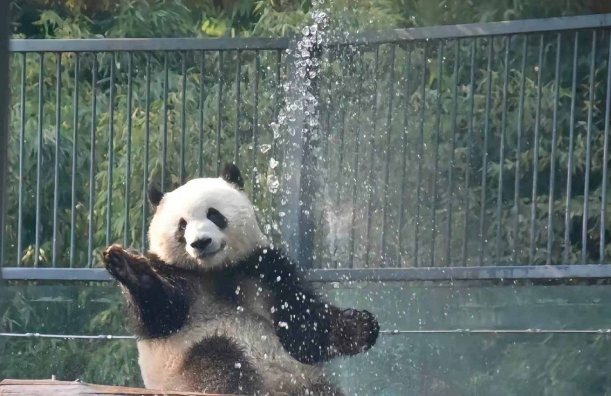 萌兰玩水 好可爱