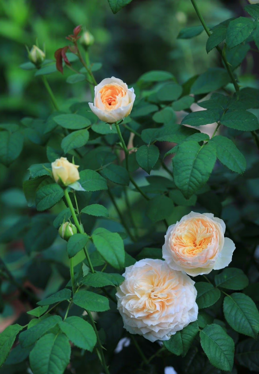 月季第二茬花,品种玛格丽特王妃,涵仙和杏让. 67爱的前提是真诚.