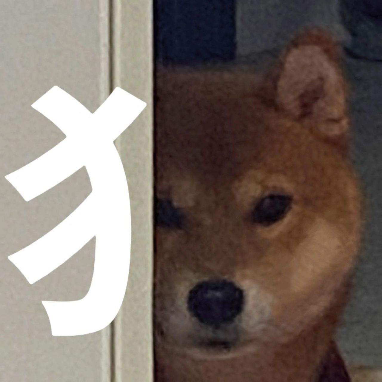 狗狗祟祟#狗狗# #搞笑表情包# #流量扶持计划