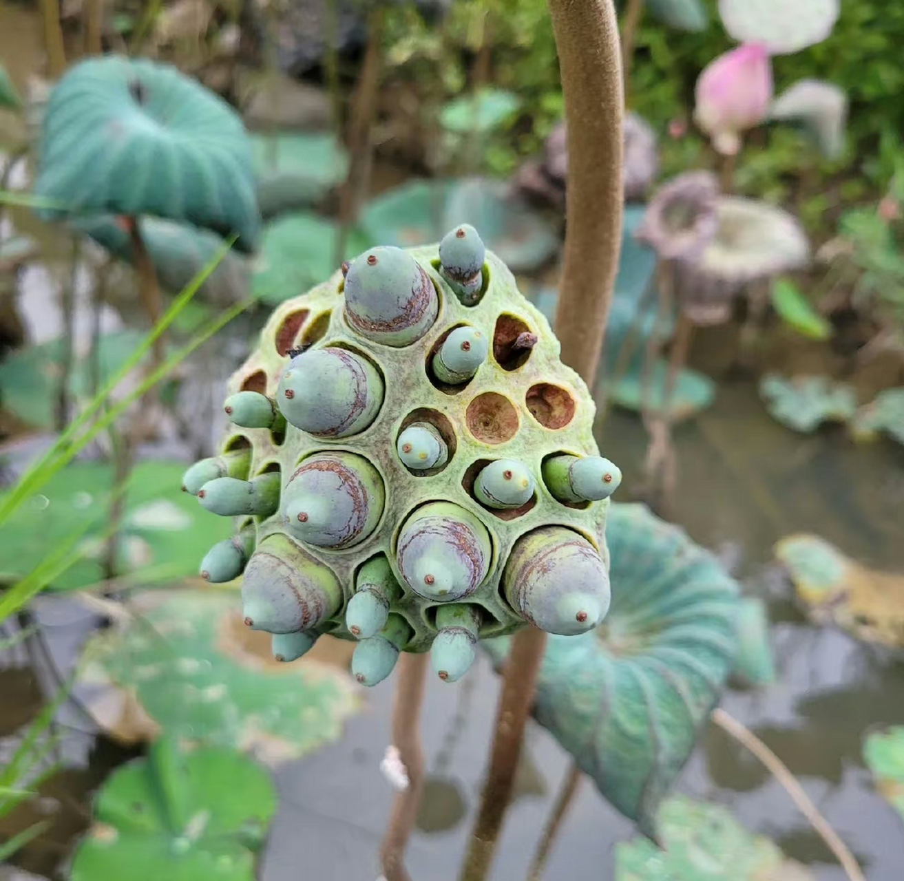 莲蓬密集恐惧症图片