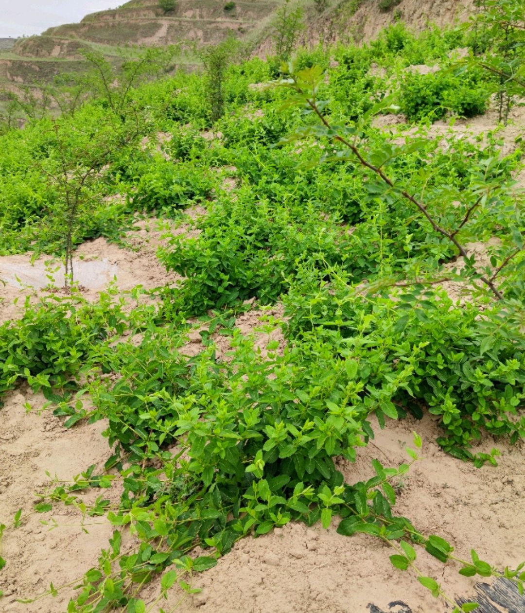 金银花的种植方法(金银花的种植方法和注意事项)