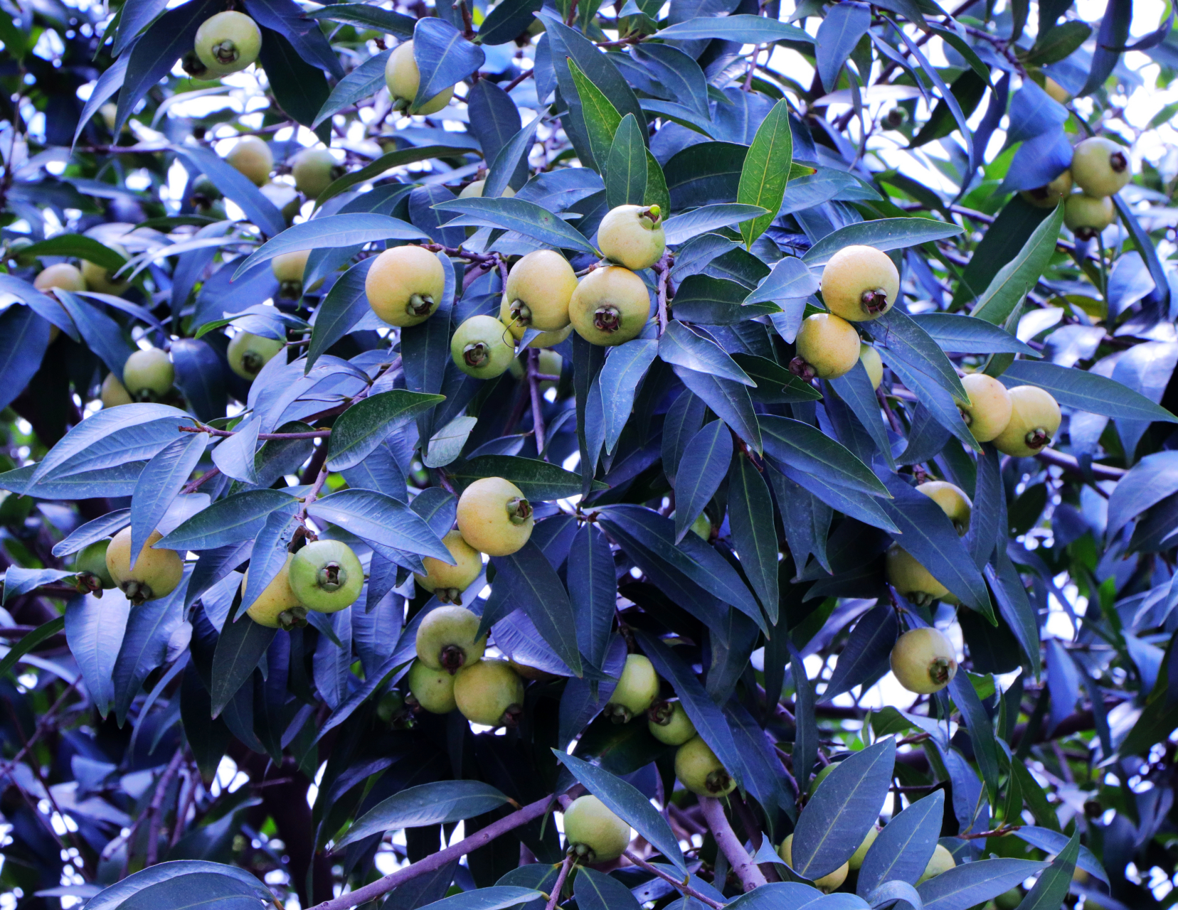 中山# #水果# 满树都是铃铛果!