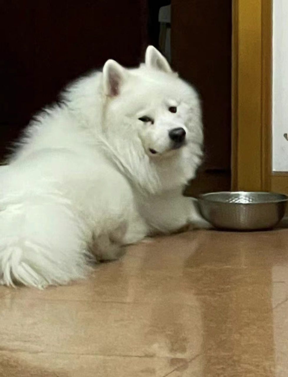 等待开饭的狗狗,好像不开心,是不是饿坏了