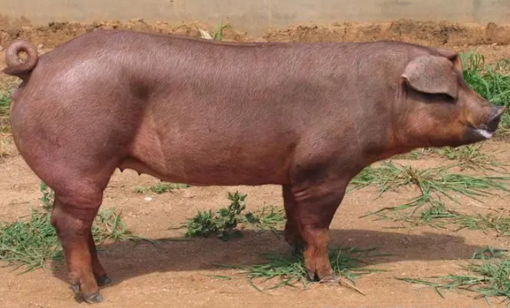 红毛猪是什么品种