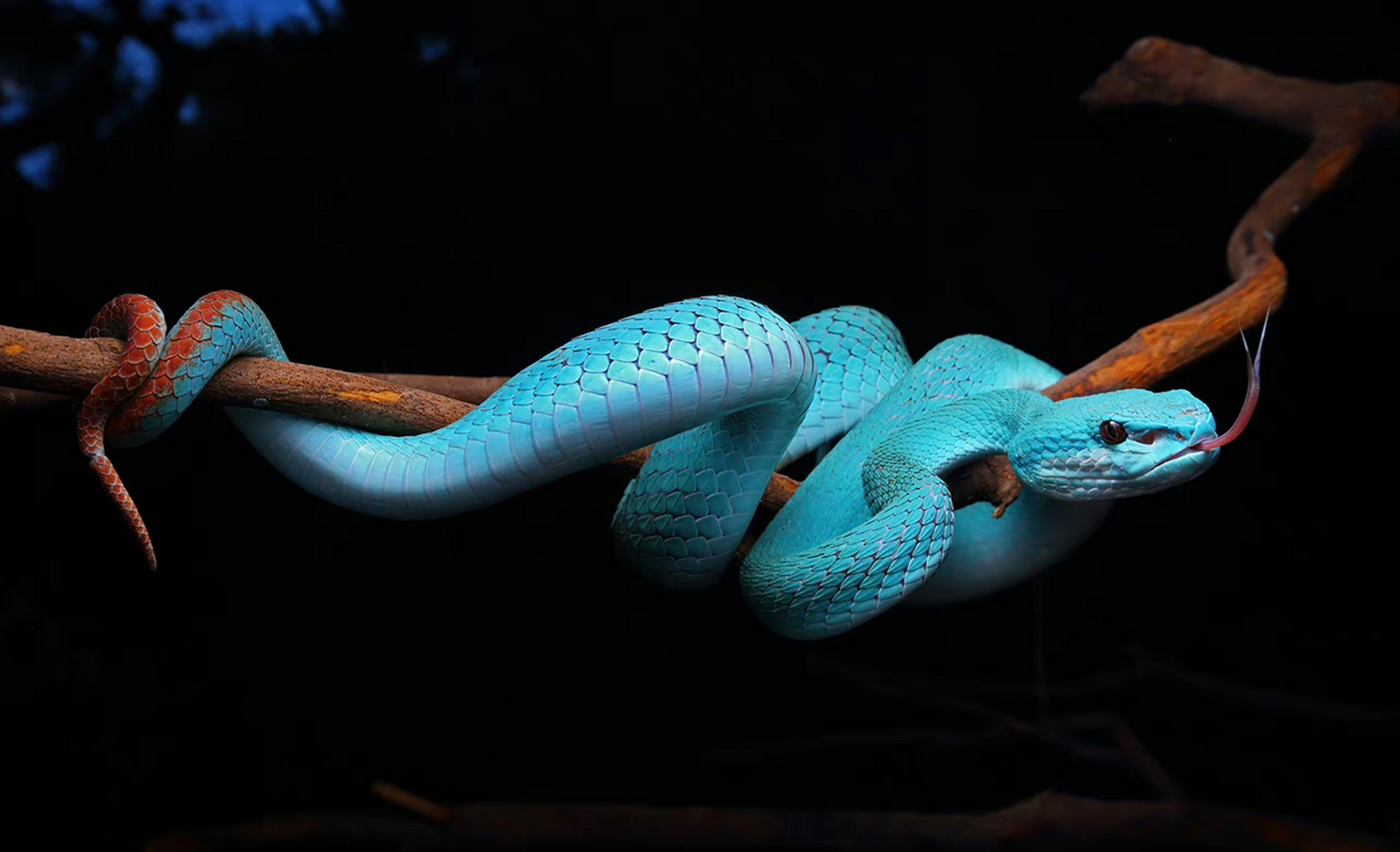 蛇,海岛竹叶青,惊艳的蓝色 .