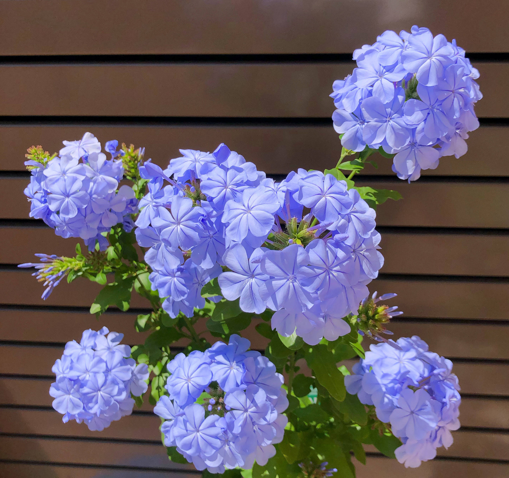 9种割过无数人韭菜的"网红花",养过的,都知道是个"坑"