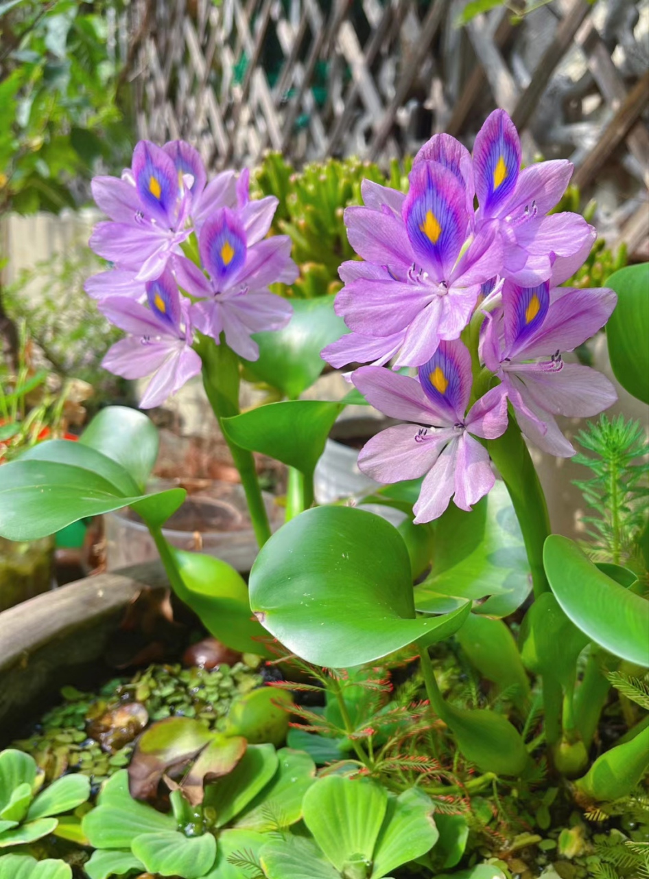 水葫芦花的摆放风水图片