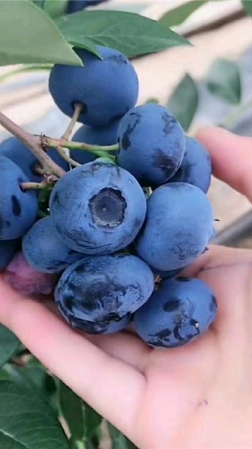 l蓝莓苗,长势良好,目前蓝莓苗中的最新品种