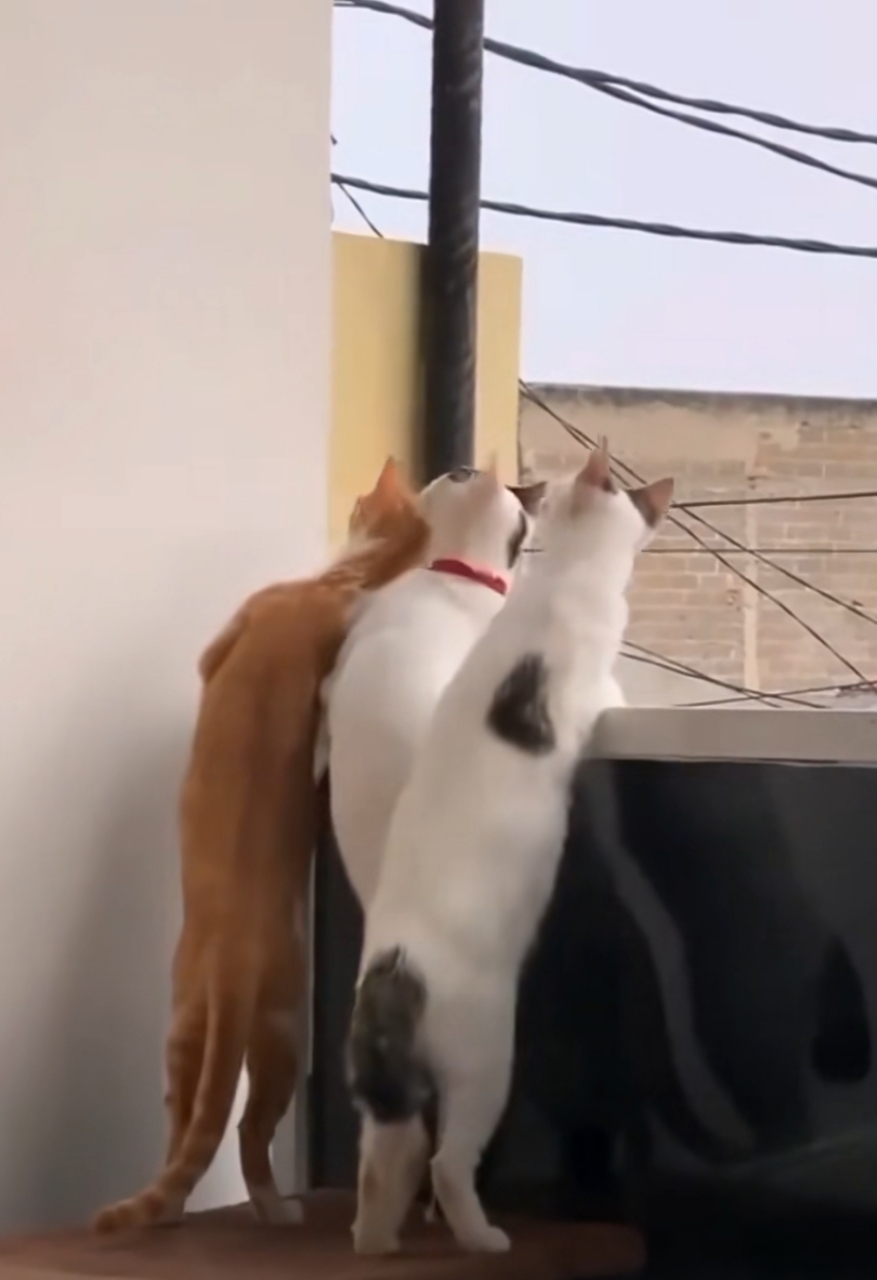 听到隔壁有声音,猫咪们伸脖子看热闹 喵:发生什么情况了?