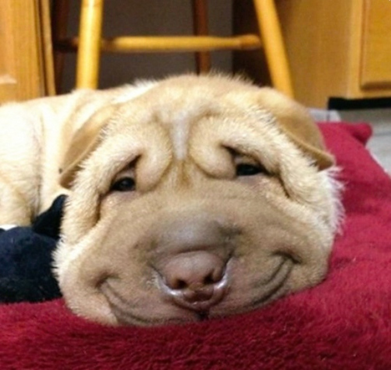 这狗狗的表情太逗了,浅浅一笑:-d#趣图搞笑