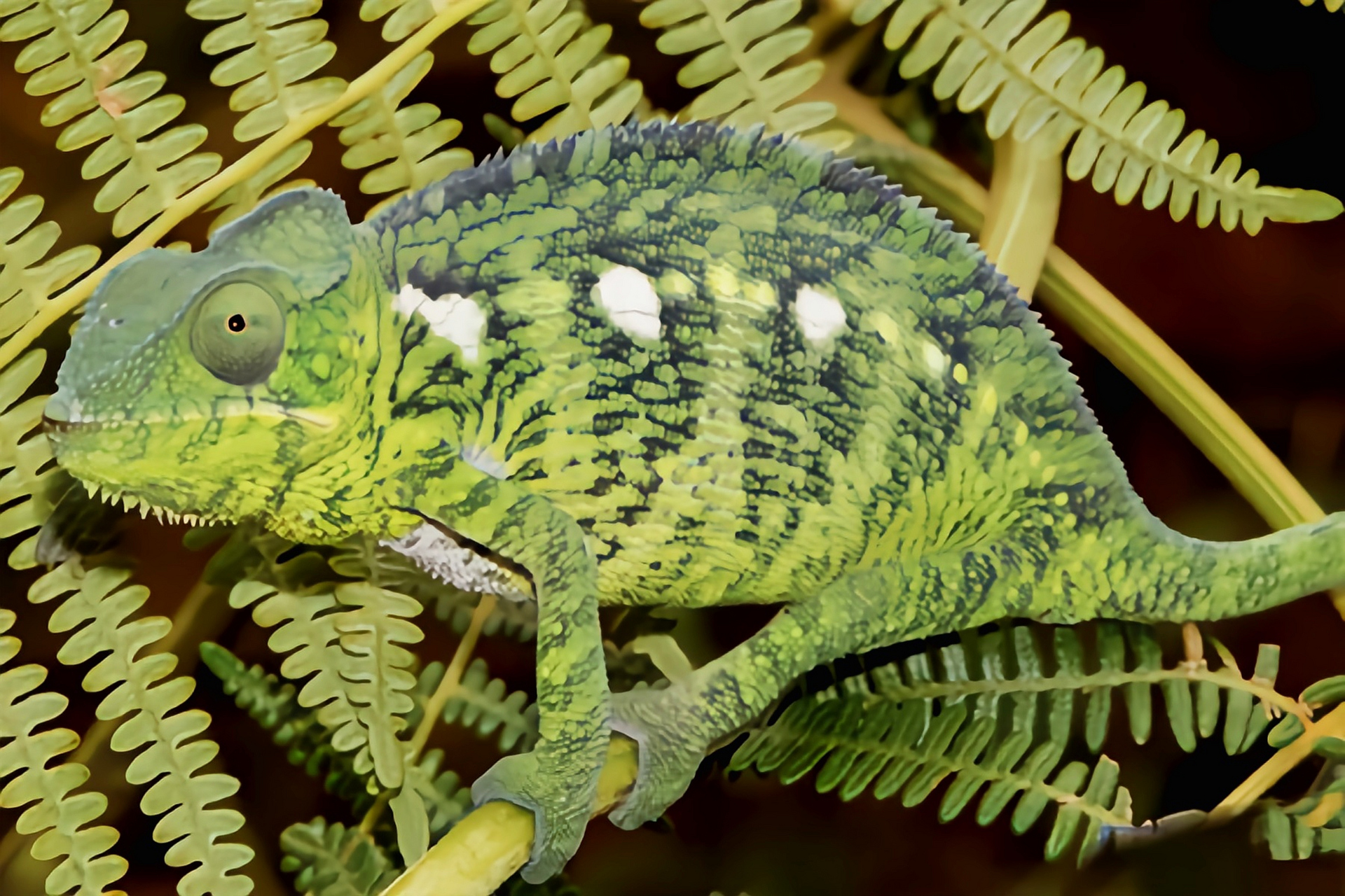 每天认识一种动物——奥力士变色龙 奥力士变色龙别名沃斯特里蒂避役