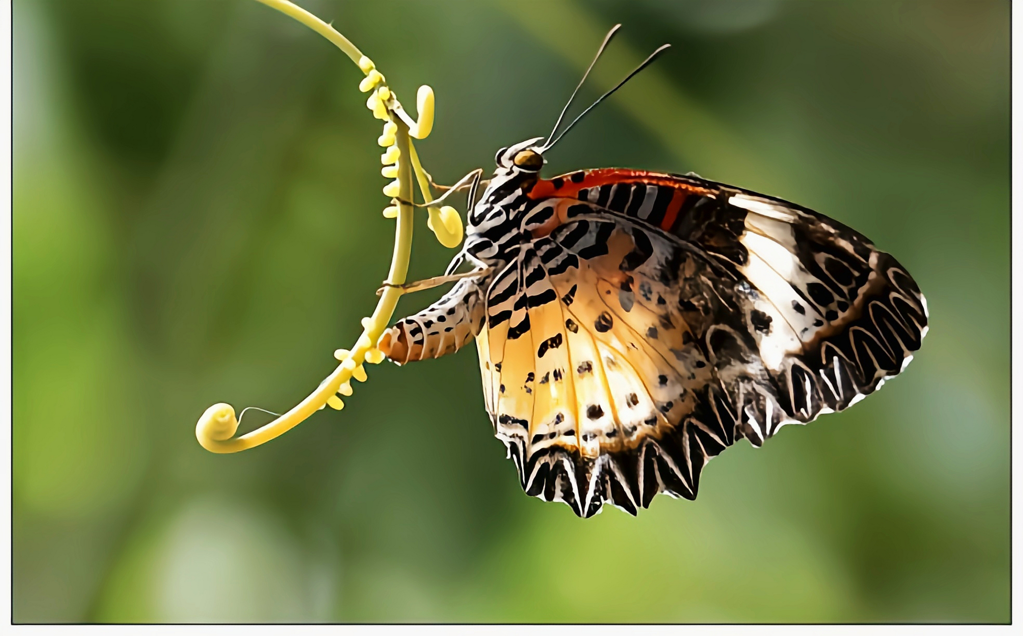 每天认识一种昆虫——白带锯蛱蝶 白带锯蛱蝶是峡蝶