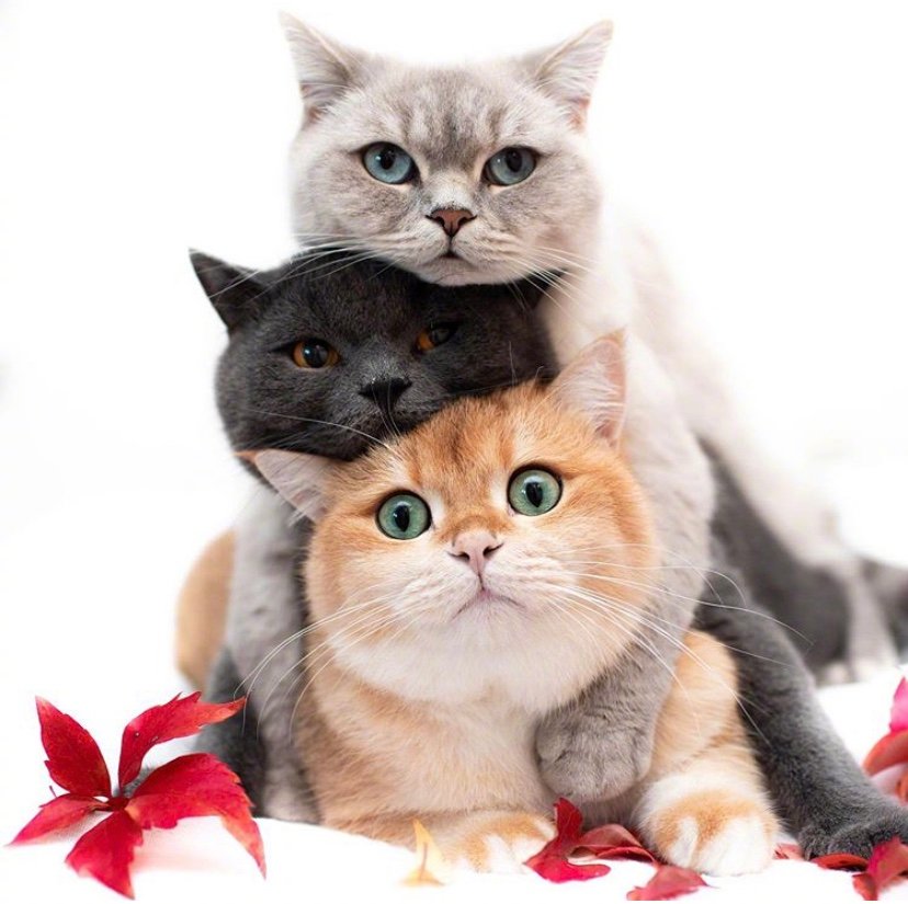 叠叠猫的正确打开方式