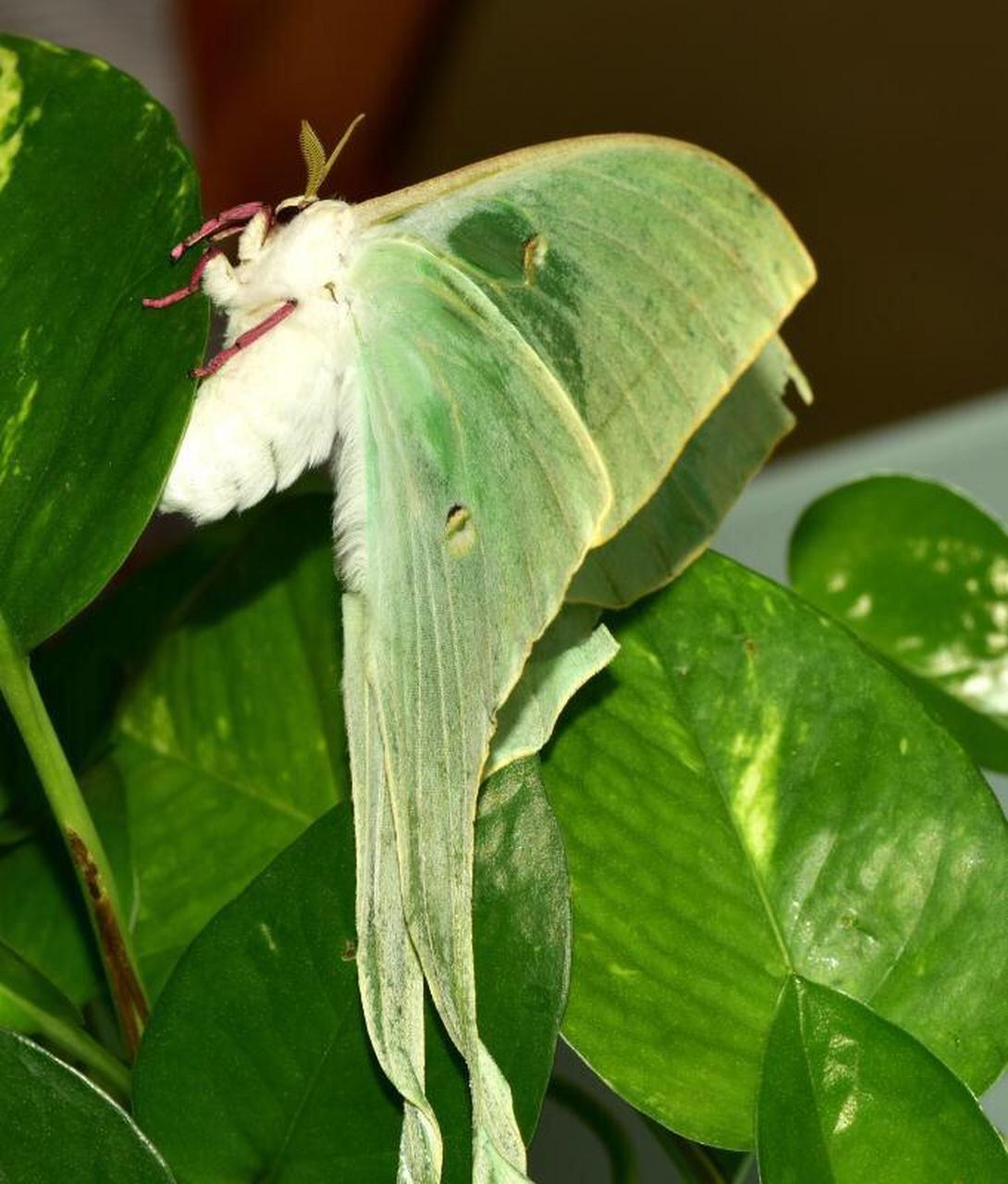 绿尾大蚕蛾长得很漂亮,全身上下翠绿翠绿的,尤其是那对儿大翅膀格外