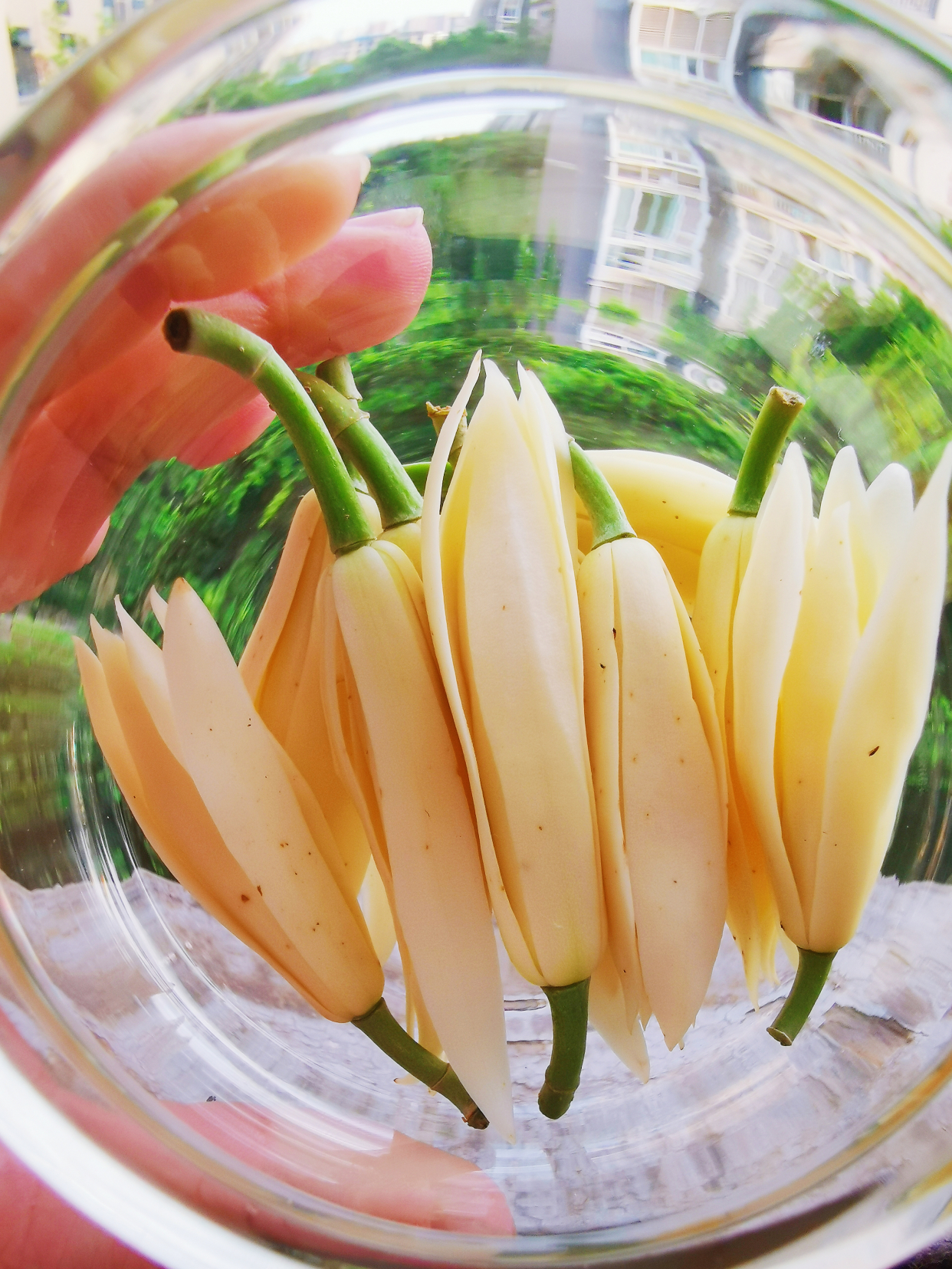 黄角兰泡酒快速止痒蚊虫叮咬