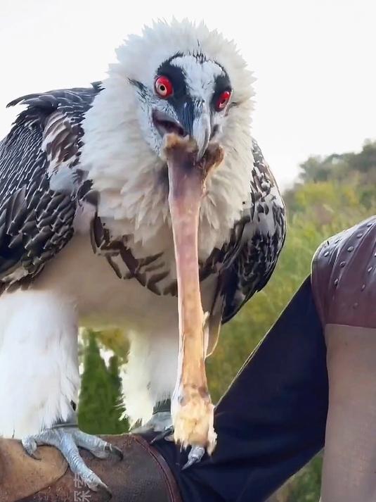 这是一种能够将骨头吞下并消化的大鸟,它就是秃鹫的大表哥兀鹫