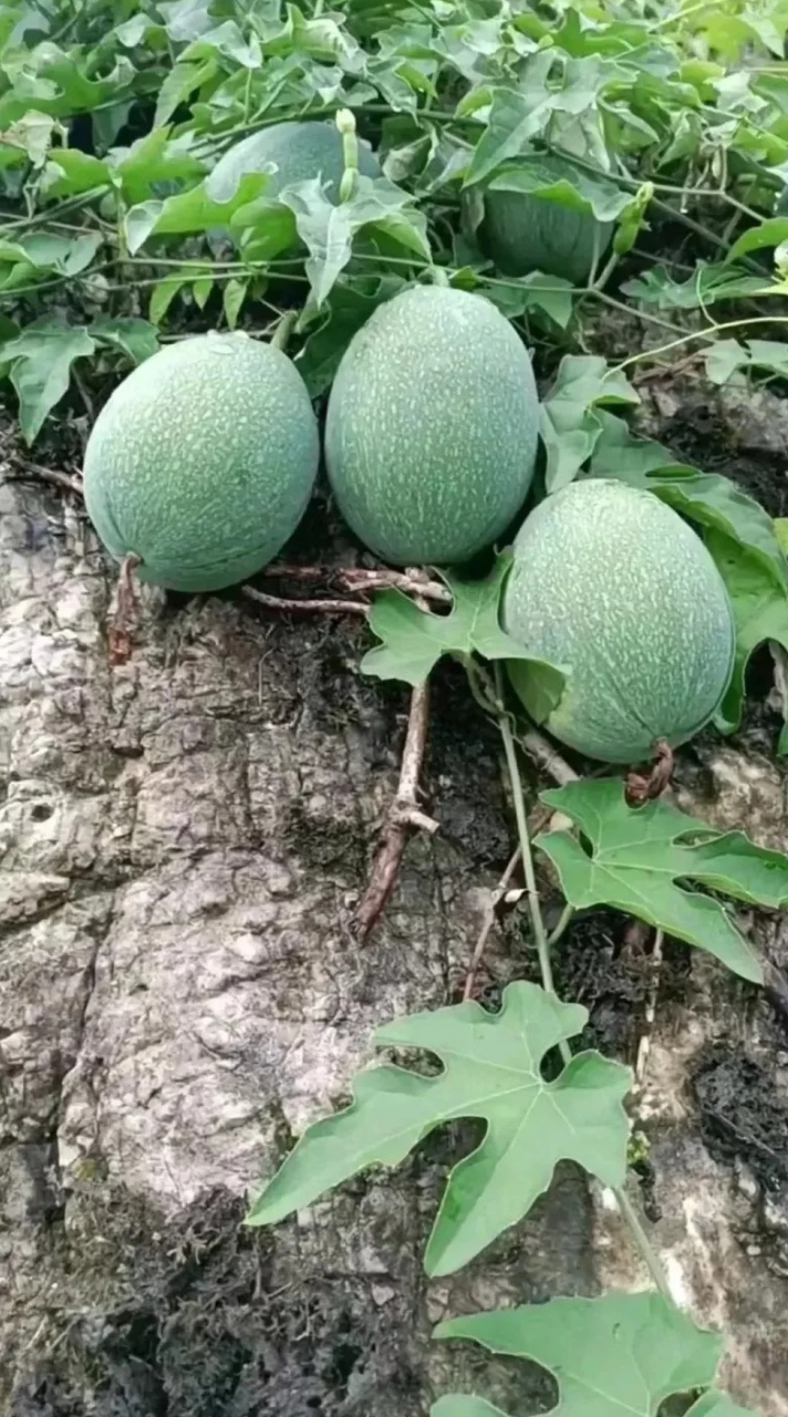 网友:在湖泊边上发现的野生西瓜,有谁懂的吗,这西瓜有没有毒呀?