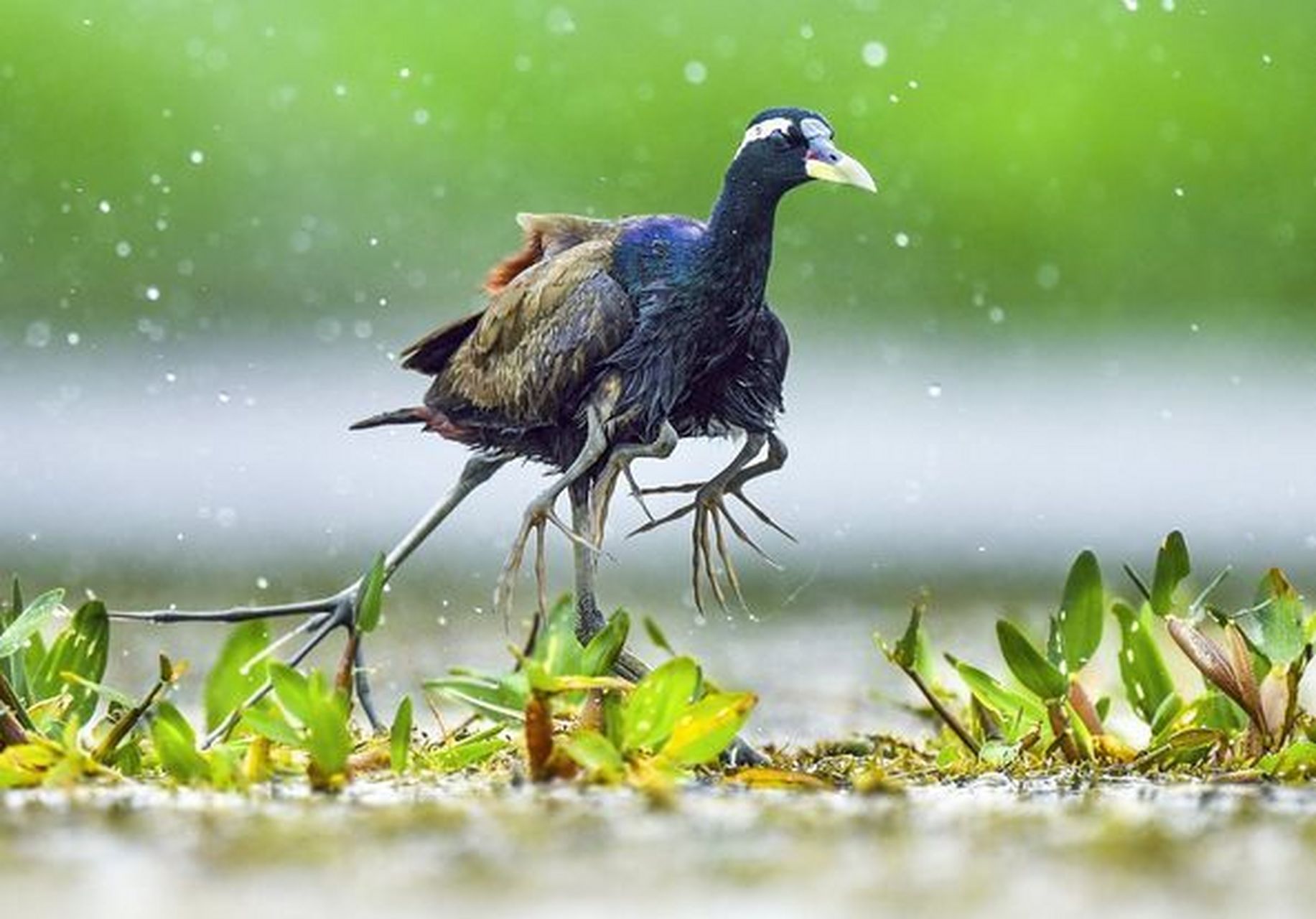 六条腿的水鸟!肯德基都要从它家进货!