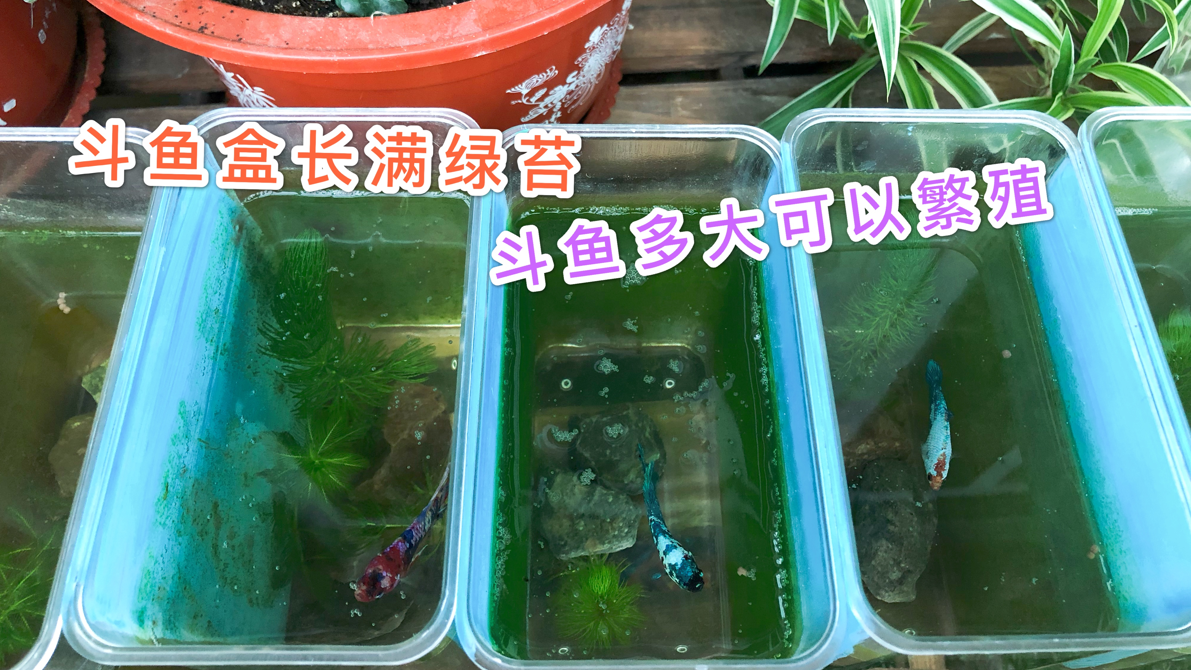 新手养鱼入手泰国斗鱼,斗鱼盒长满绿苔,斗鱼多大可以繁殖?