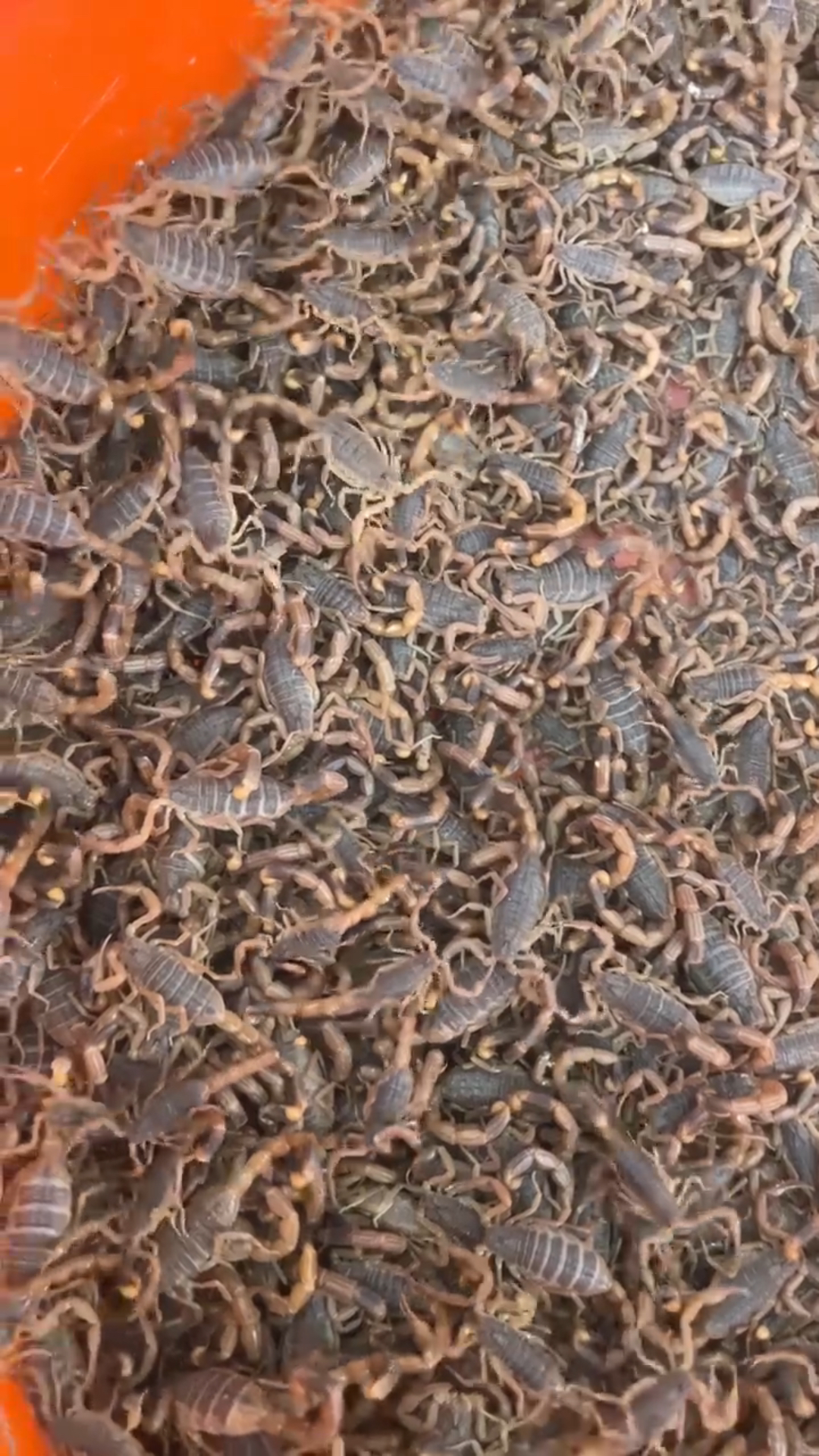 沂蒙十足全蝎,支持全国发货-度小视