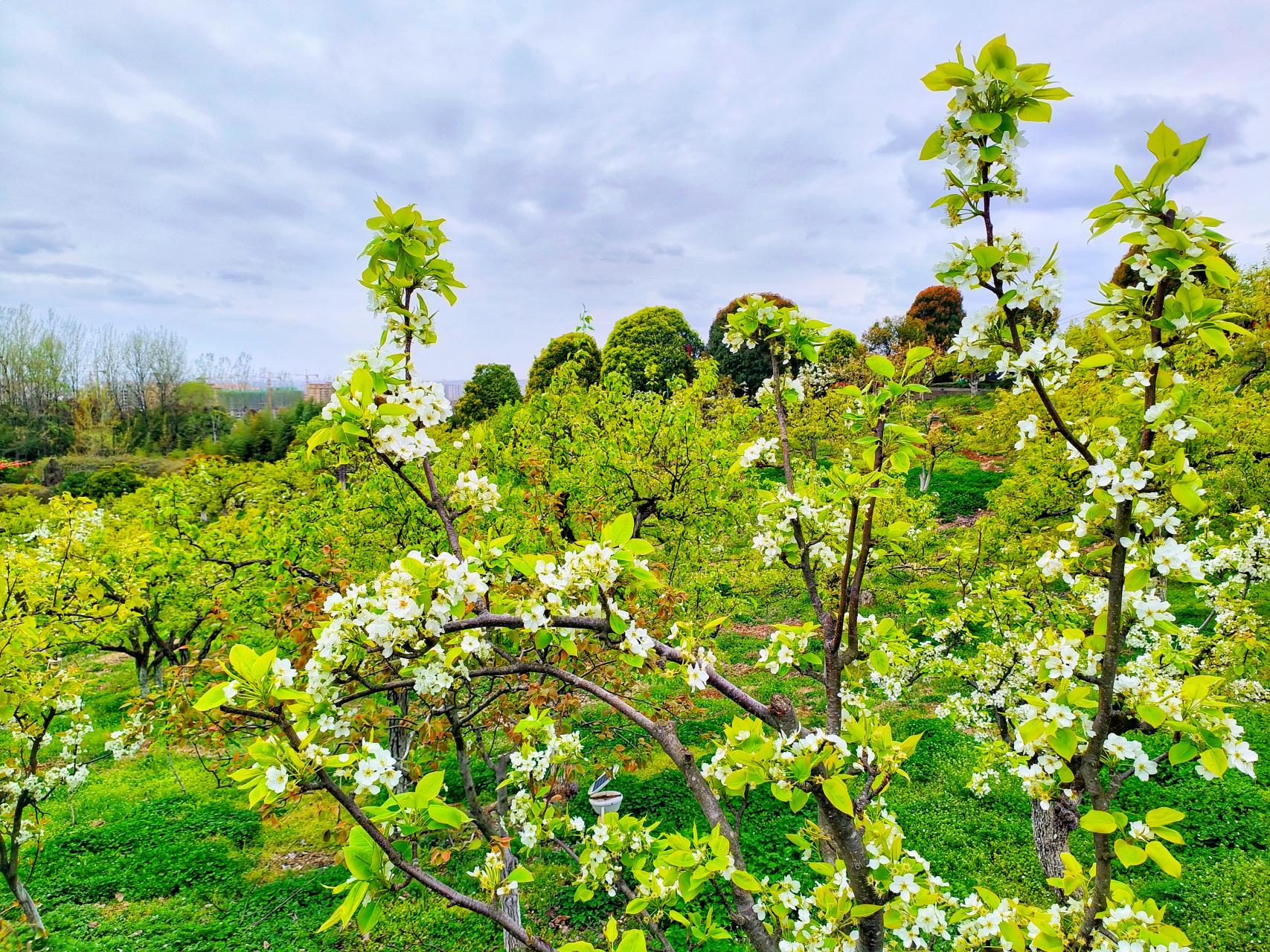 陕西汉中洋县朱鹮梨园景区,没有拍到国宝朱鹮,但是看到飞翔的朱鹮了