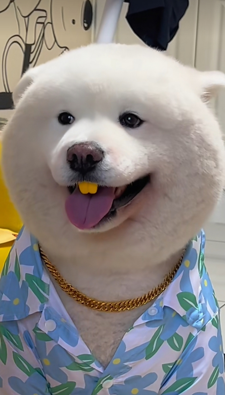 这个大胖狗真的很可爱