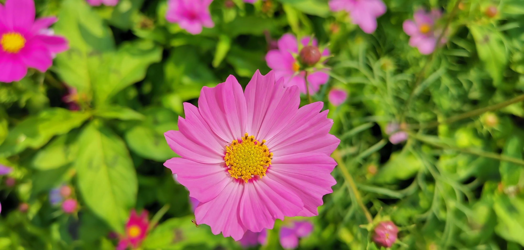 花時間賞花