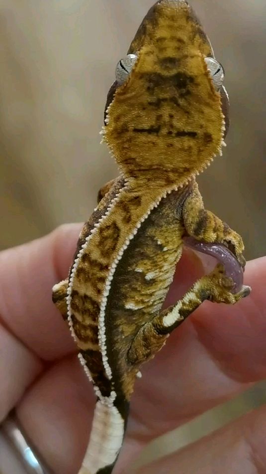 睫角守宫红底三色奶油4克