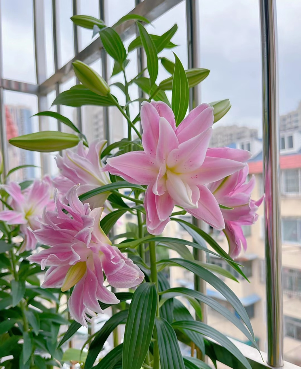 哇塞,这个品种的百合花真的好好看,好仙好仙呀,爱了爱了.