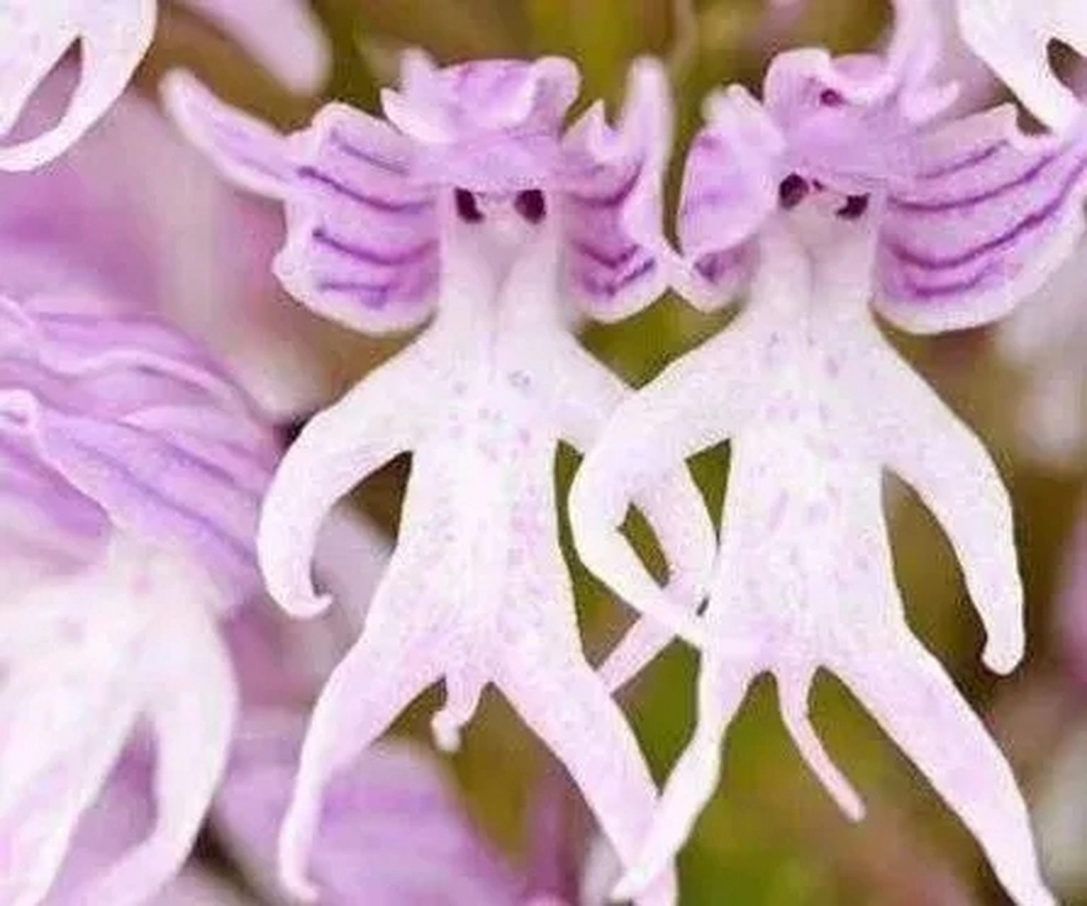 意大利红门兰,常见于地中海沿岸的草原及石灰岩地,这花长得也太不正经