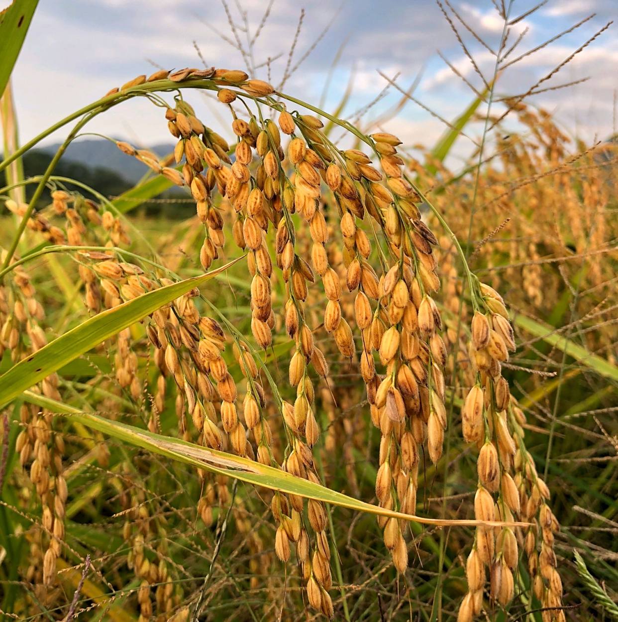 中药古今研究:糯稻根须