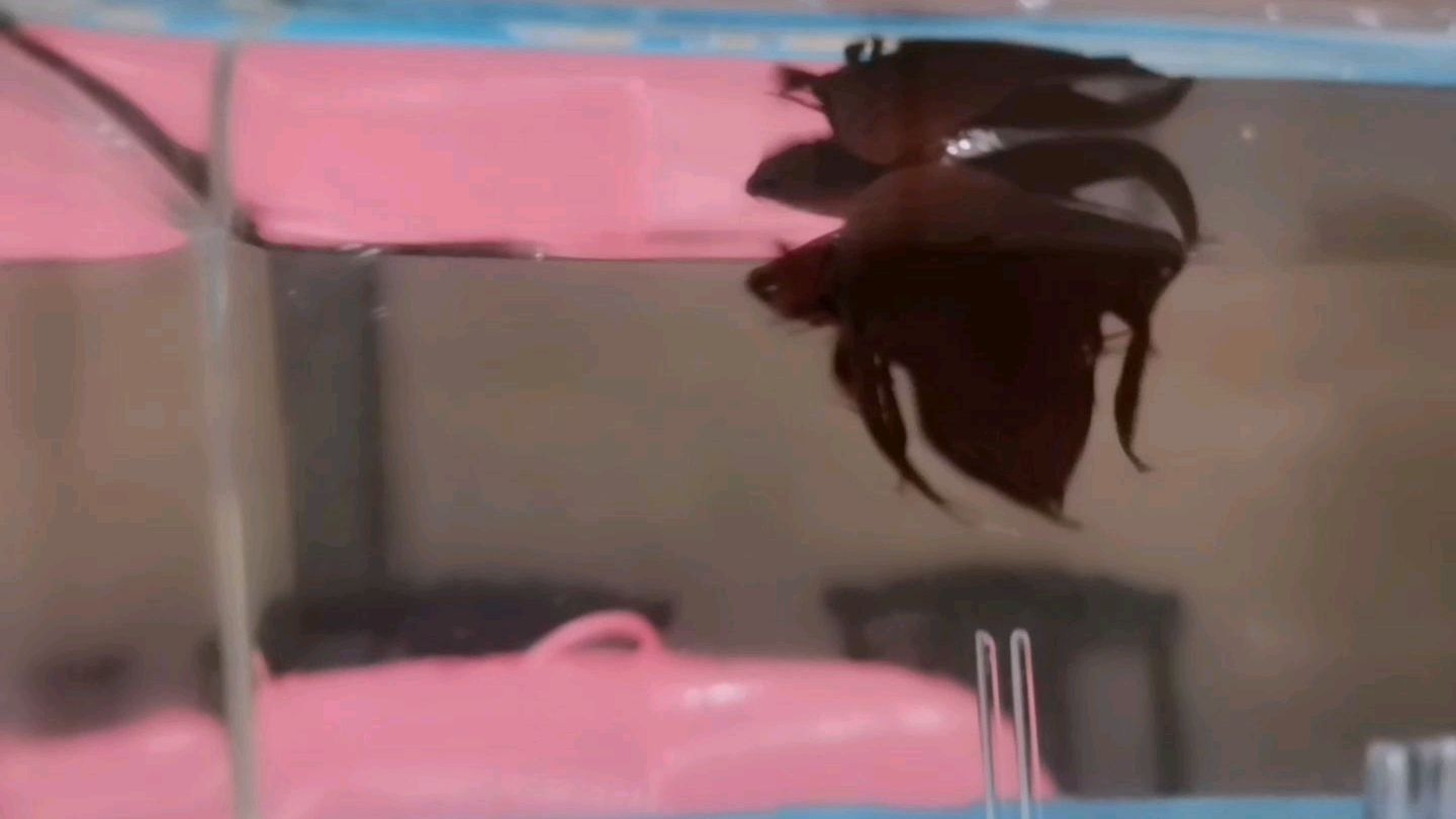 看一下斗鱼打架了