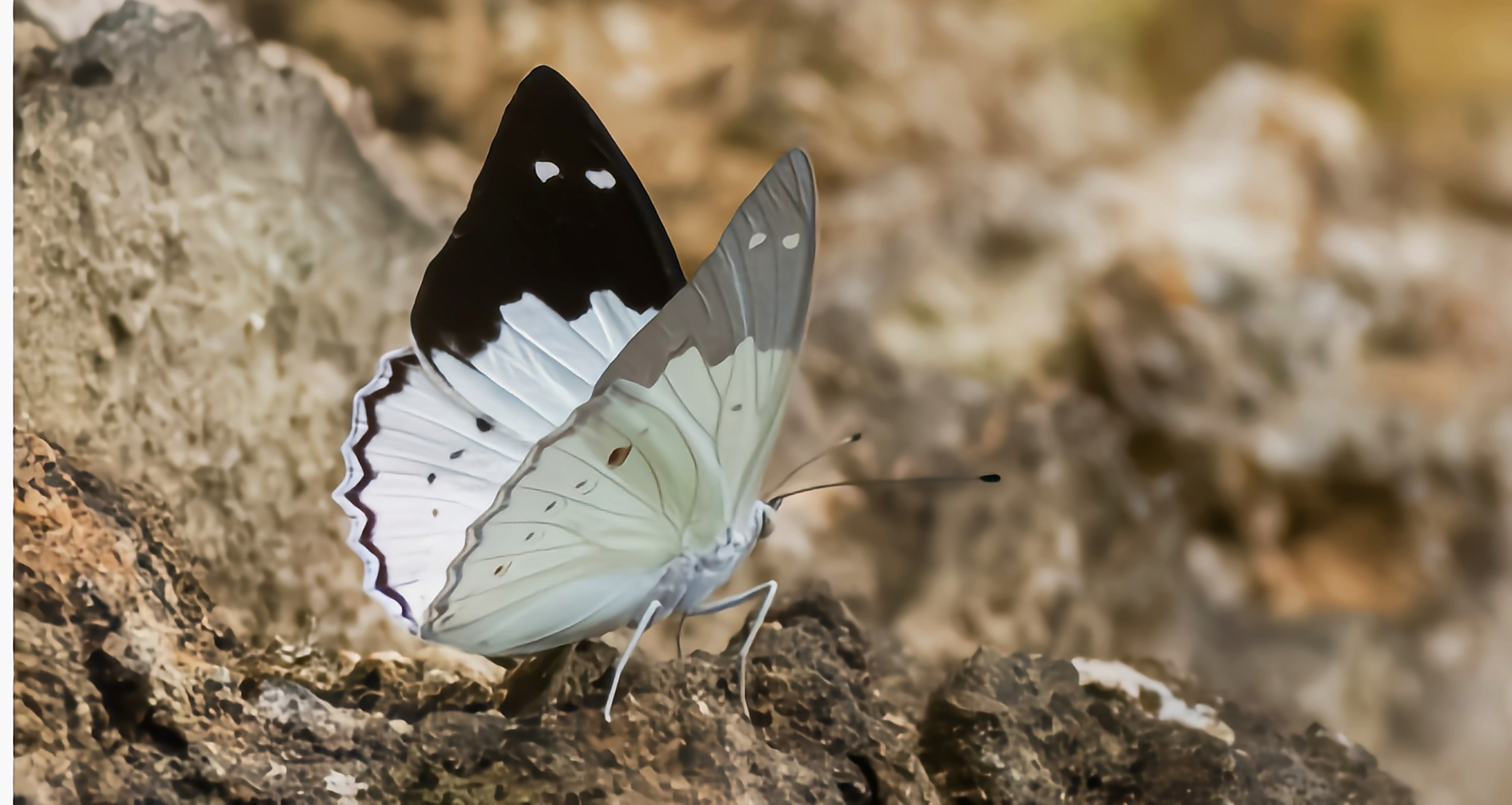 每天认识一种昆虫——傲白蛱蝶  傲白蛱蝶是峡蝶科白蛱蝶属昆虫,双翅