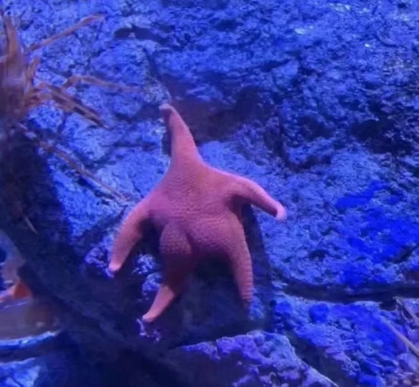 涨知识了,派大星的原型原来是它,简直一模一样[泪奔]