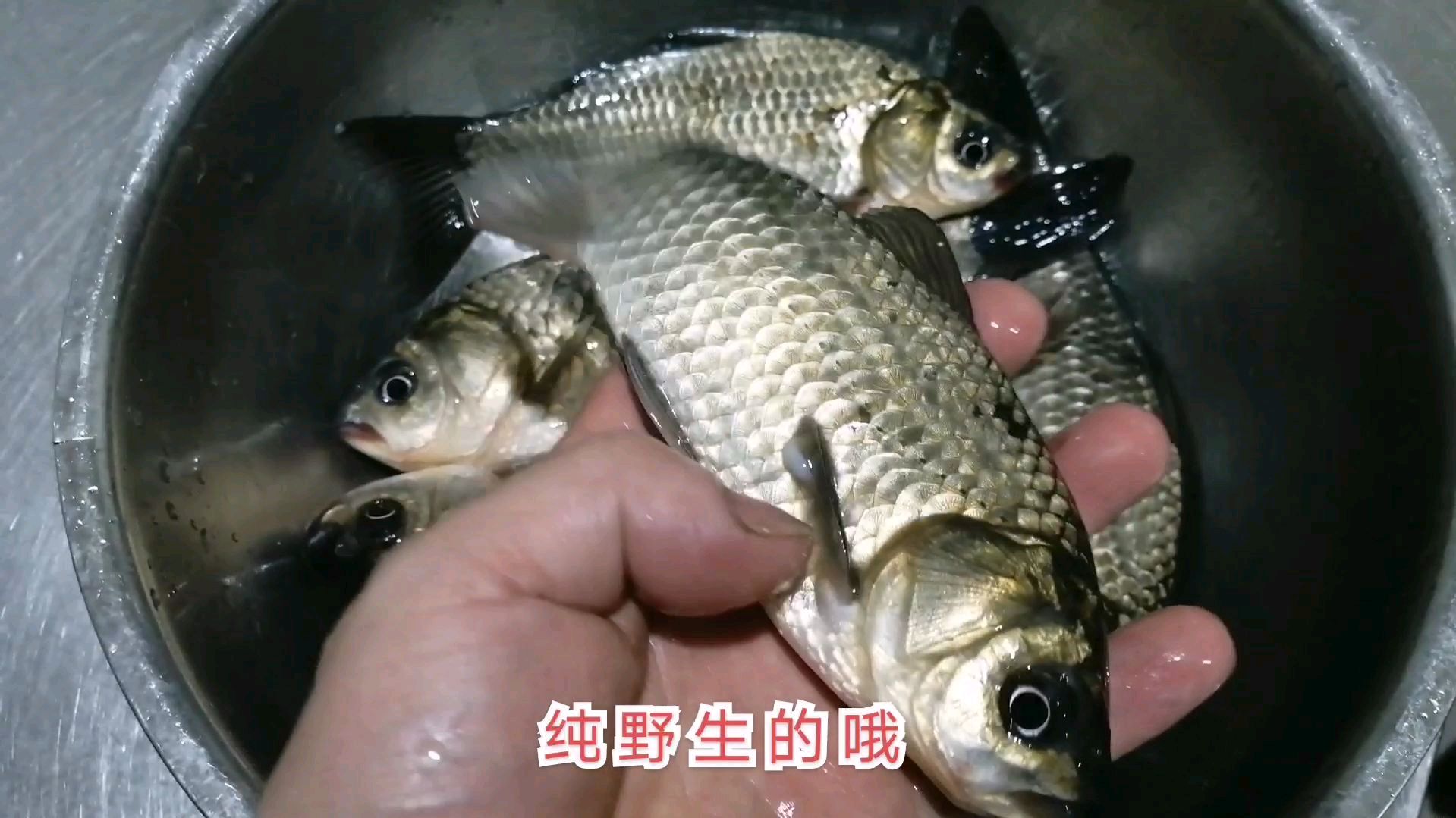 刚钓回来的野生鲫鱼,饭店大厨是这样做的,好吃又下饭