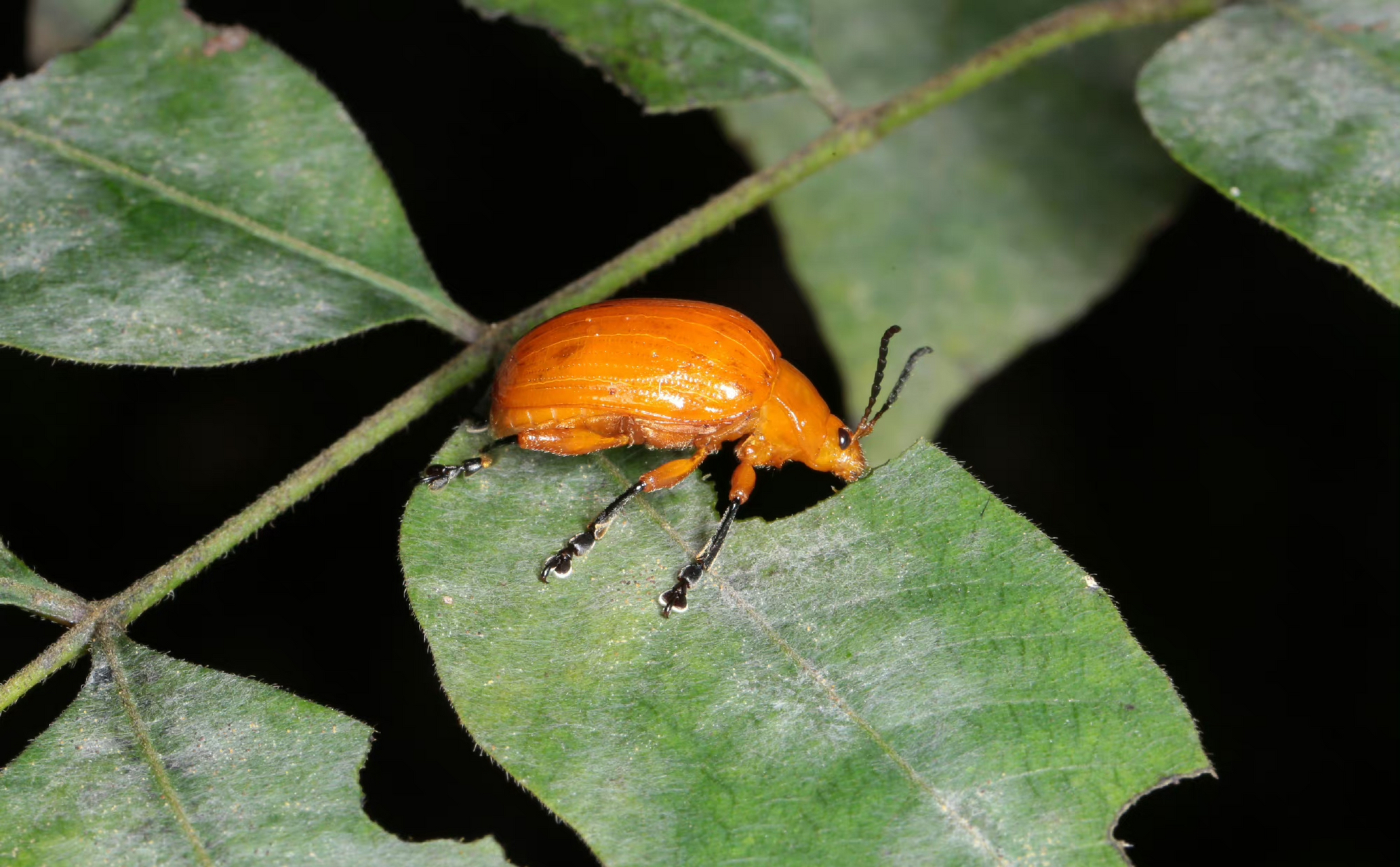 【黄色凹缘跳甲】 podontia lutea (olivier, 1790),鞘翅目叶甲科凹缘